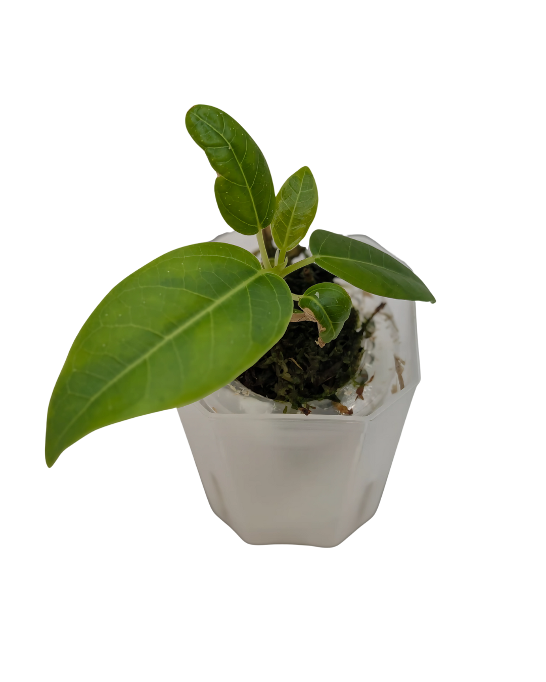 Baby Ficus altissima cv. Variegata + selbstbewässernder Übertopf 3